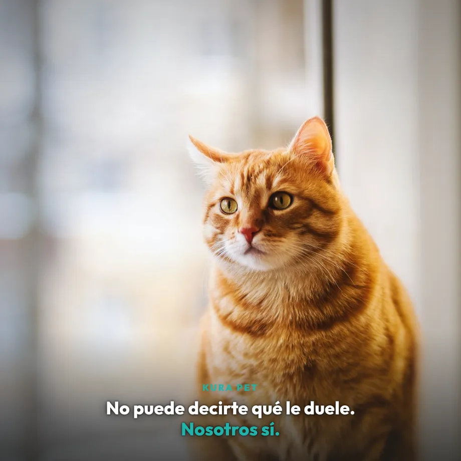 Gato naranja al lado de la ventana con luz suave — No puede decirte qué le duele. Nosotros sí.