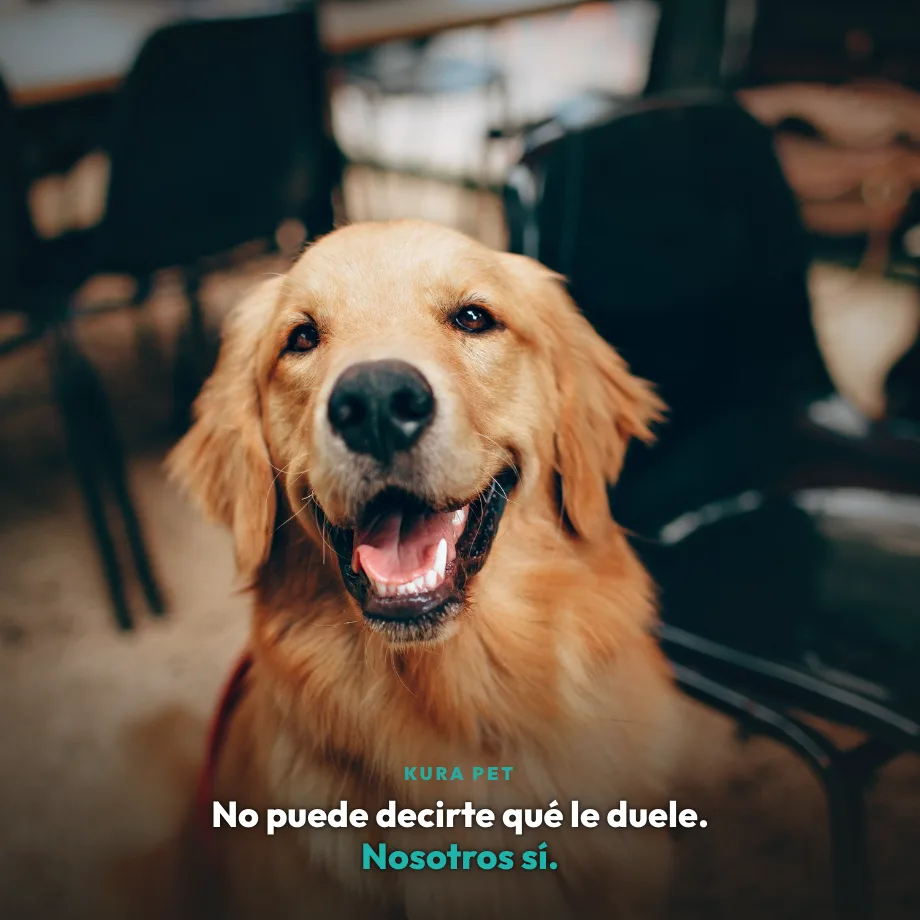 Perro golden retriever mirando a cámara con expresión emocional — No puede decirte qué le duele. Nosotros sí.