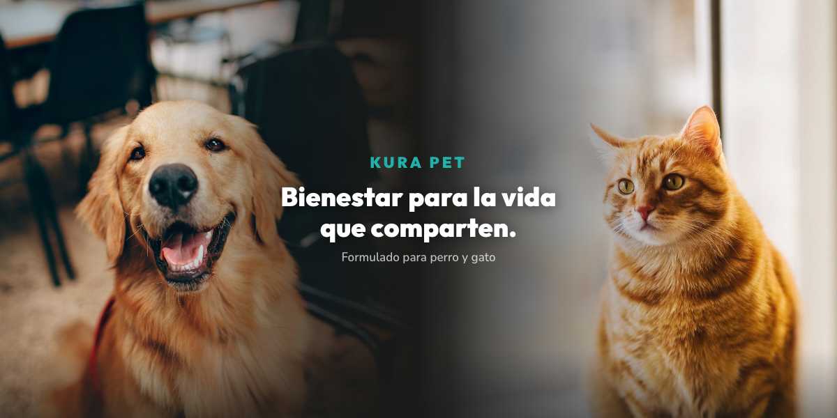 Perro y gato felices, bienestar para la vida que comparten