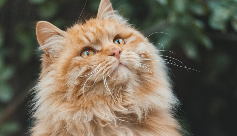 Gato con pelaje opaco por falta de nutrición óptima