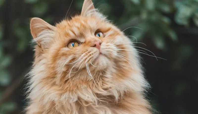 Gato con pelaje opaco por falta de nutrición óptima