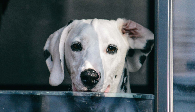 Perro solo en casa esperando a su dueño