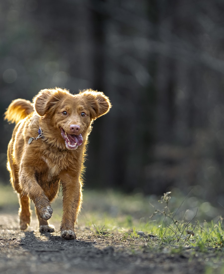 Mascota feliz con MOVILIDAD ACTIVA