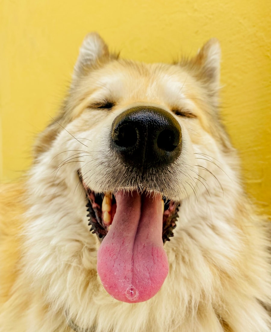Mascota feliz con DIGESTIÓN FELIZ